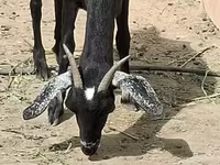 Goat, Nubian Goat — photo 5