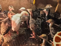 Chickens — Foto 3