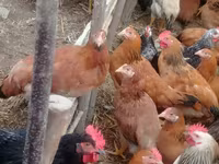 Chickens — Foto 7
