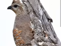 King Quail — 4-rasm