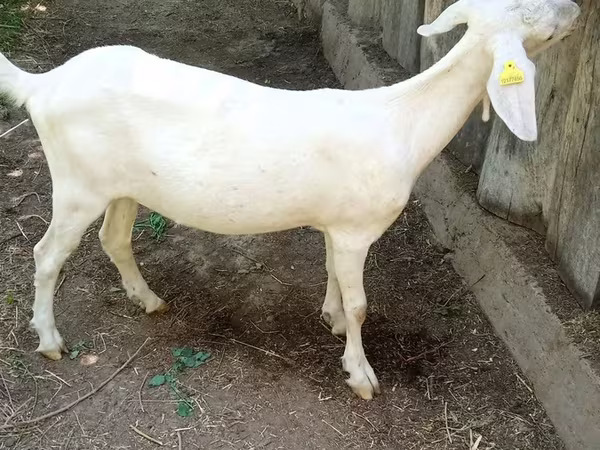 Ziege, Nubian Goat