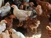 Chickens — الصورة 3