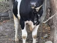 Bull, Russian Black pied cattle — photo 2