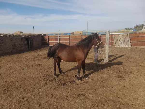 Caballo, Caballos