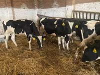 Kuh, Russian Black pied cattle — Foto 4