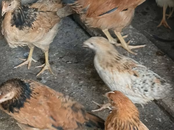 Chickens