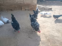 Japanisches Bantam — Foto 8