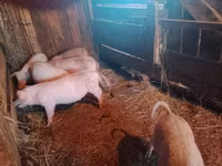 Schweine (Partie, Geschlecht nicht angegeben), Schweine — Foto 3