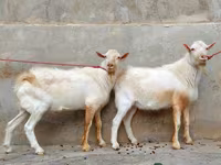 Cabra, Saanen goat — foto 2