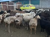 मेढ़ा, भेड़ — फ़ोटो 4