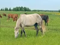 فرس, Arabian horse — الصورة 1