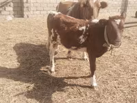Sigir, Simmental cattle — 2-rasm