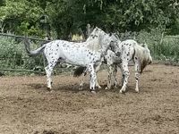 At, Mugalzhar horse — foto 7