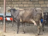 गाय, मवेशी — फ़ोटो 4