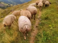 Sheep (batch, sex not specified), Sheep — photo 2