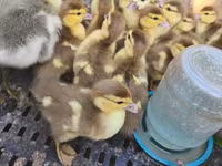 Ducks — फ़ोटो 2