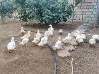 American Pekin — Foto 3