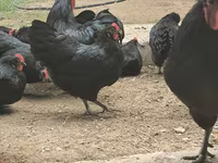 Australorp — Foto 3