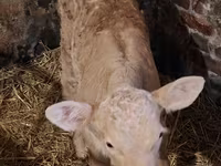 Kuh, Charolais cattle — Foto 8