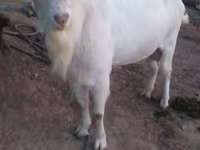 تيس, Saanen goat — الصورة 3