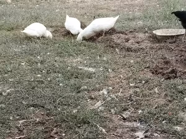 Німецький пекин