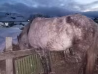 Mare, Horses — photo 3
