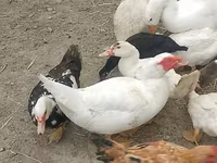 Chickens — الصورة 2