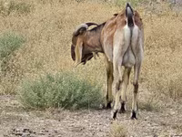 बकरा, Nubian Goat — फ़ोटो 3