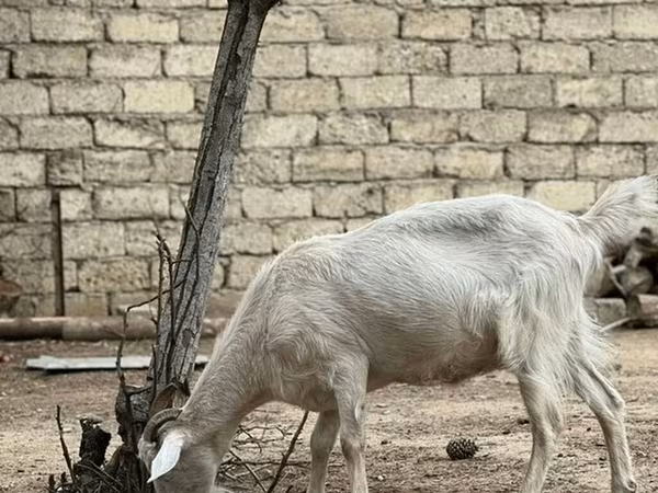 Коза, Saanen goat