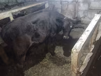 Vaca, Simmental cattle — foto 6