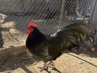 Chickens — الصورة 1