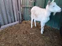 母山羊, Pomellata goat — 照片 8