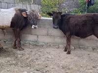 Toro, Ganado vacuno — foto 6