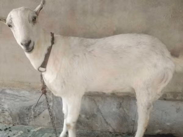 公山羊, Barbari goats