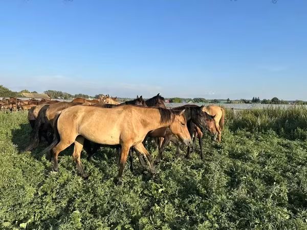 At, Bashkir horse