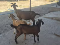 母山羊, Alpine goat — 照片 1
