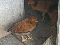 Chickens — फ़ोटो 3