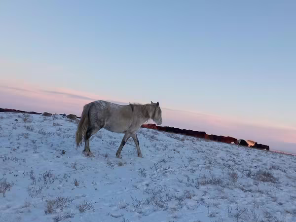 Бие, Yakutian horse