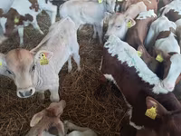 ثور, Simmental cattle — الصورة 2