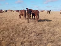 Yegua, Horse breed — foto 6
