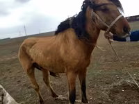 Stute, Kazakh horse — Foto 1