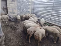 Carnero, Ovejas — foto 8