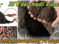 California chuvalchangi sotiladi (Biogomus) — 1-сурет