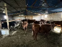 Bulle, Simmental cattle — Foto 4