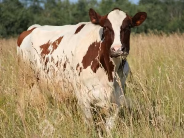Kuh, Holstein-Rasse — Russland