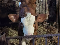 Buqa, Simmental cattle — 7-rasm