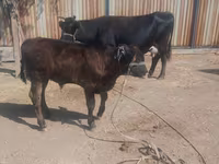 Kuh, Latvian Blue cattle — Foto 2