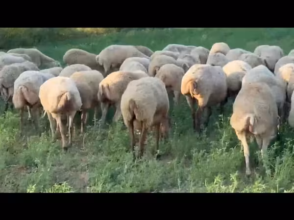 Овца, Бараны