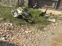Ducks — Foto 3