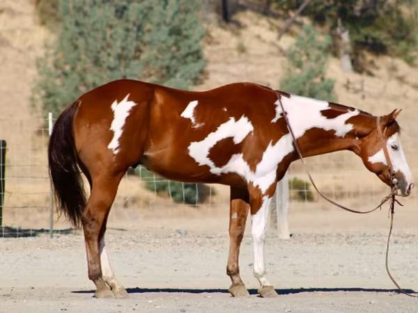 At, American paint horse